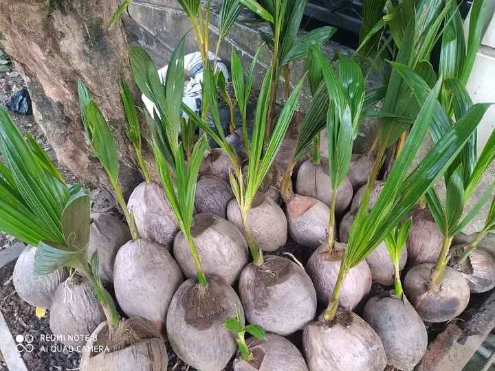 Bibit Kelapa Kopyor Pati